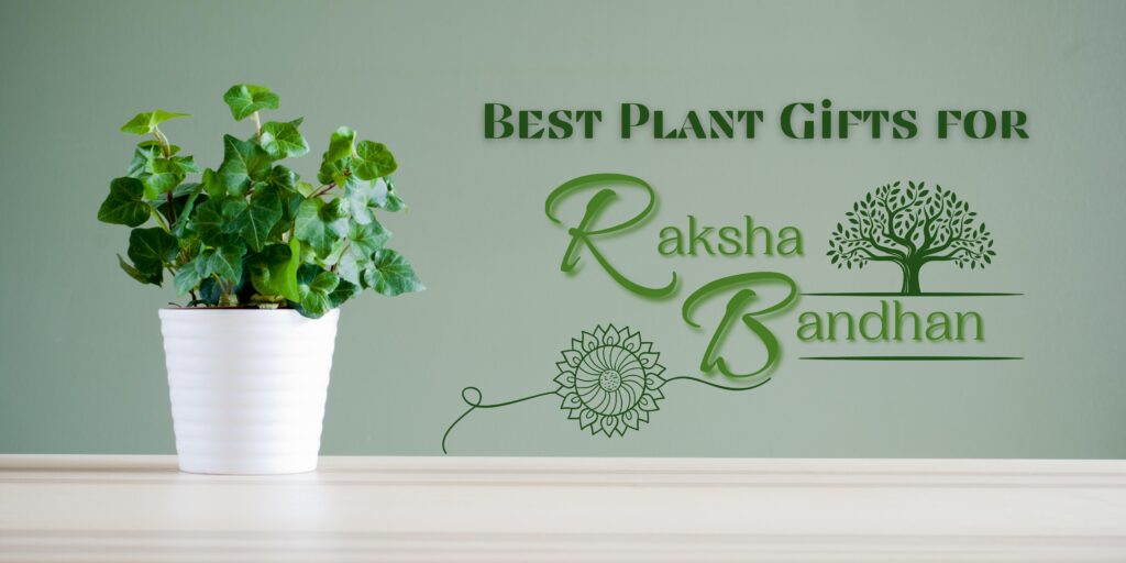 Best Plants Gifting Ideas For Raksha Bandhan