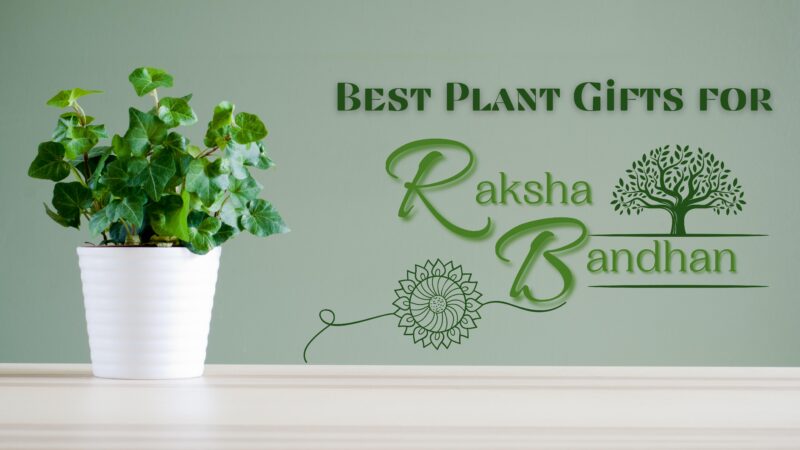 10 Best Plant Gift Ideas For Raksha Bandhan