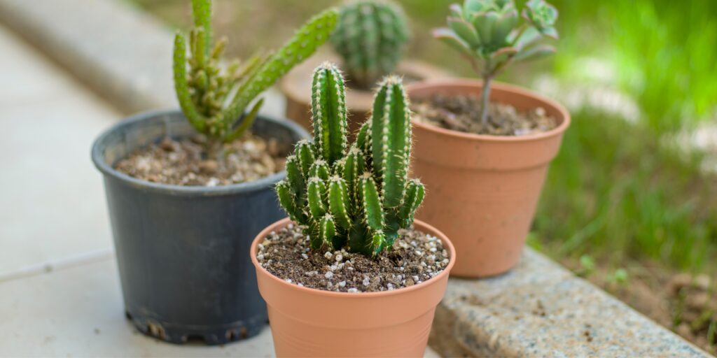 Cactus Gifting Plants
