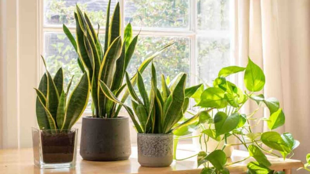 Air Purifying Plants For Sustainable Gift Ideas