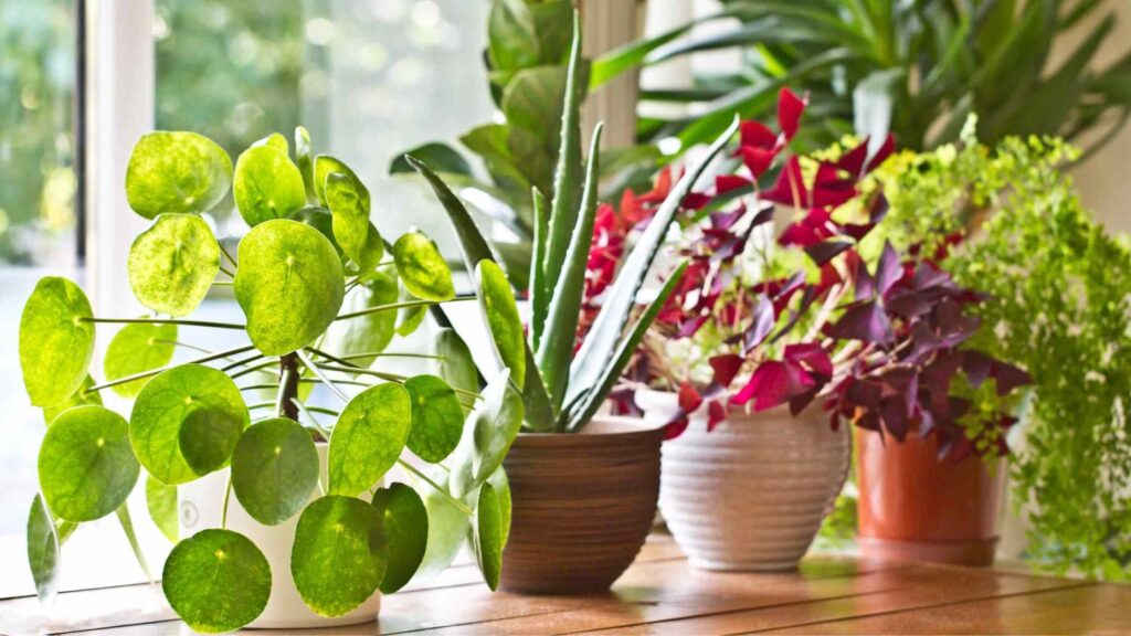Indoor Plants Return Gift For Sister
