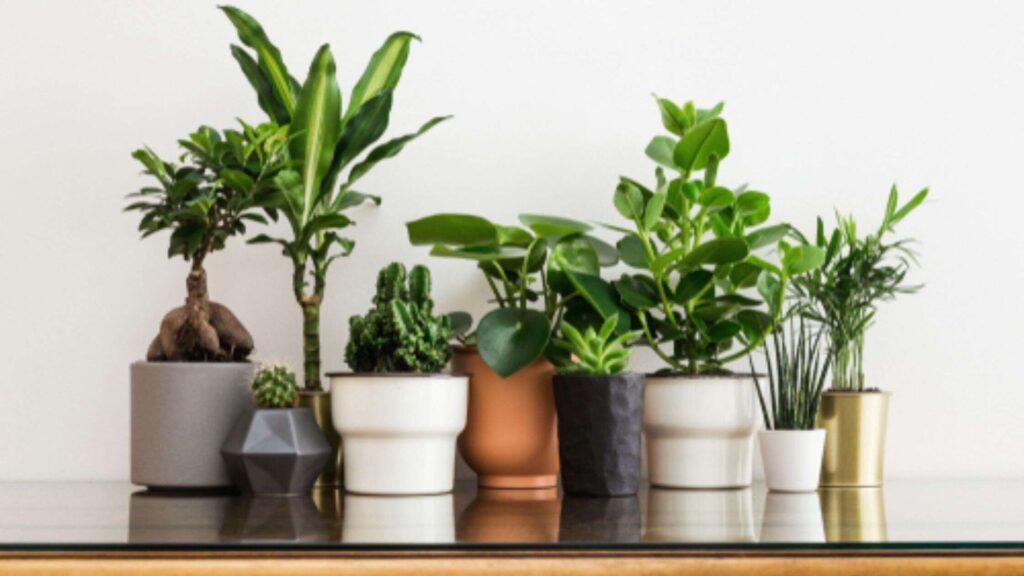 Small Indoor Plants Collection